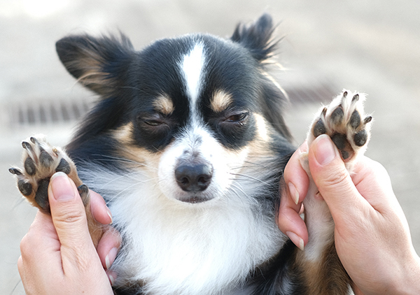 結婚指輪に愛犬の刻印を！オーダーメイドだから出来る事